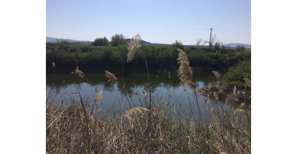 Sakarya Nehrindeki Çevre Katliamı Durdurulmalı