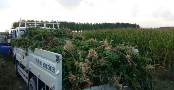 Sakarya'da 5 bin kök Hint keneviri ele geçirildi