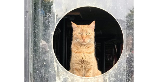 Salgın Sürecinde Kapalı Kalan Kafeterya Sokak Kedilerine Yuva Oldu