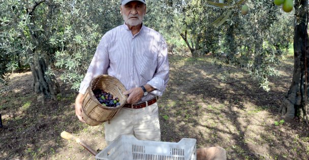 Samanlı Dağları'nın eteklerinde yetiştirilen zeytinin hasadı başladı