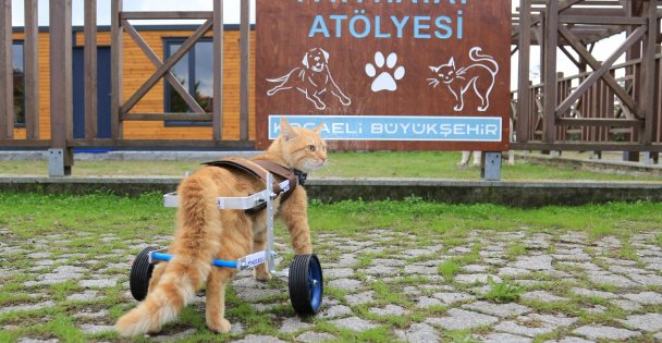 ‘'Şanslı'' İlk Adımlarını Atmaya Başladı