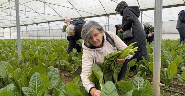 Saygınlar Kulübü üyeleri pazı ve karalahana hasadına katıldı; Saygınlar Kulübü'nün ‘tarım' keyfi