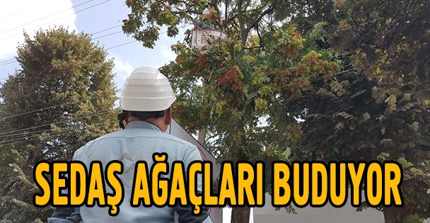 SEDAŞ ağaçları buduyor!