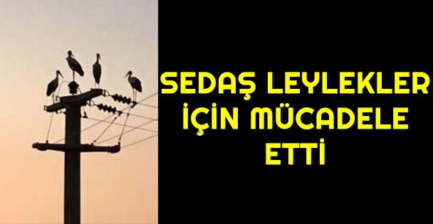 SEDAŞ leylekler için mücadele etti