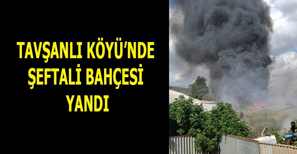 Şeftali bahçesi yandı!