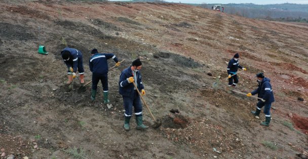 Sepetçi dolgu alanı ağaçlandırıldı