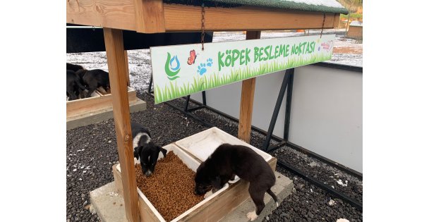 Sevimli Dostlara Mama Dağıtıldı