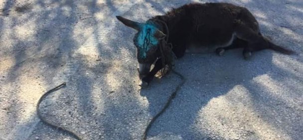 Sıpaya silahla ateş açıldı!