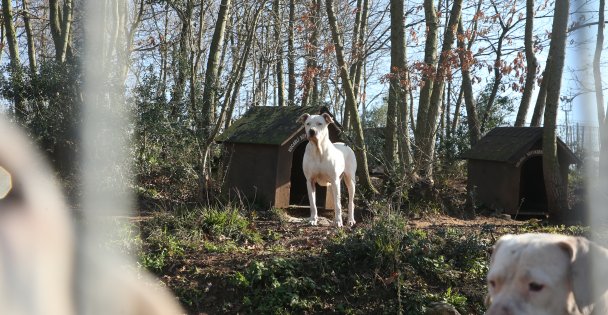 Sokak Hayvanları Kasabası Tehlikeli Tür Köpeklere Yuva Oldu