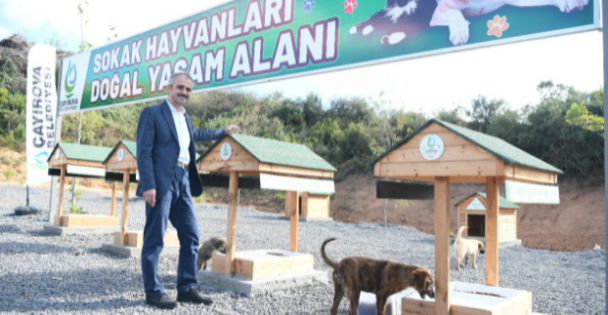 Sokak Hayvanlarına Doğal Yaşam Alanı