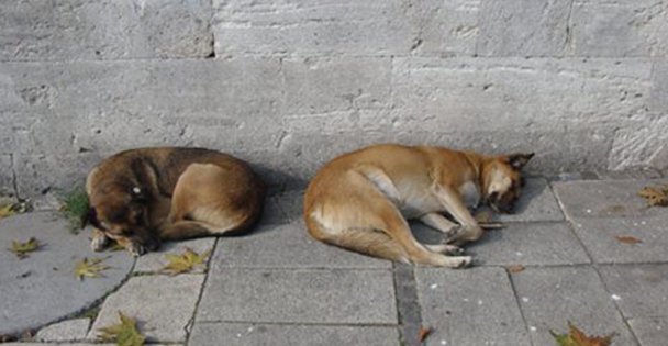 Sokak köpekleri için ne yapılacak?