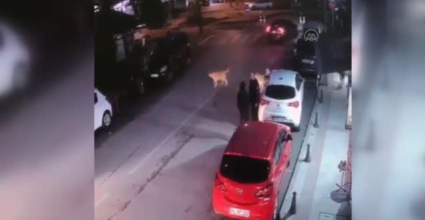 Sokak Köpeklerinin Bir Gence Saldırısı Kameraya Yansıdı