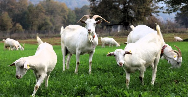 Süt otu desteği meraları berekete kavuşturdu