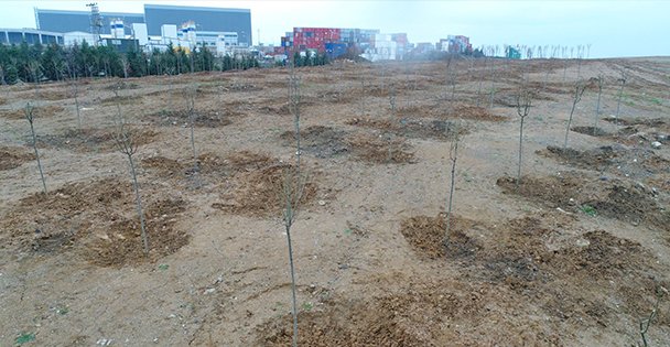 Tavşanlı'ya 6 bin 150 fidan