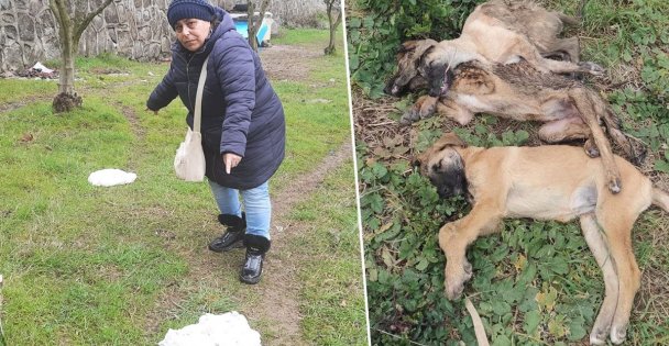 Tavuk yiyen 5 köpeğin ölümüne soruşturma