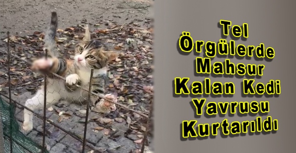 Tel Örgülerde Mahsur Kalan Kedi Yavrusu Kurtarıldı