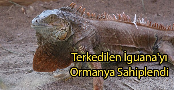 Terkedilen İguana'yı Ormanya Sahiplendi