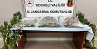 556 kök kenevir ve 5 kilo skunk ele geçirildi: 2 şüpheli tutuklandı