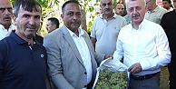 Başkan Büyükakın, İzmit’te üzüm hasadına katıldı
