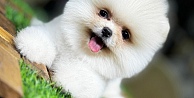 Beyaz Pomeranian Boo  Evinize Neşe Katacak Minik Dost