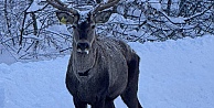 Beyaza bürünen doğada kızıl geyik sürprizi