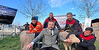 Büyükşehir’den üreticilere damızlık koç desteği