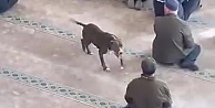 Camiye giren pitbull yakalandı, sahibine işlem yapıldı