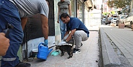 Darıca Belediyesinden Can Dostlarımıza Mama ve Su Desteği