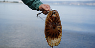 Denizde bu türü görürseniz sakın yaklaşmayın