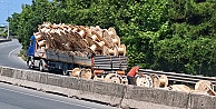 Faciaya ramak kaldı