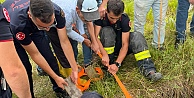 Gebe inek definecilerin kazdığı kuyuya düştü: Kurtarmak saatler sürdü
