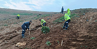 Gebzede 4 bin 500 sedir ağacı toprakla buluştu