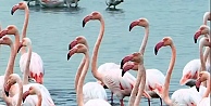 İzmit Körfezi’nde pembe flamingoların dansı