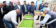 Kocaeli Büyükşehir’le tarlalar bereketleniyor;  Gebzeli çiftçiye 500 bin sebze fidesi