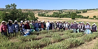 Kocaeli’de kekik hasadı başladı