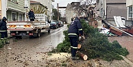 Kocaelide şiddetli rüzgar 12 metrelik ağacı devirdi: Yol trafiğe kapandı