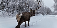 Kuzuyayla’nın müdavimi kızıl geyikler