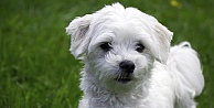 Maltese Terrier Bakımı