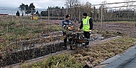 On binlerce bitki Büyükşehir fidanlığında yetişiyor