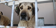 Şikayetler 100'den 20'ye indi: Başiskele'de sokak hayvanı şikayetleri büyük oranda düştü