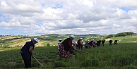 Tıbbi ve aromatik bitkilerin bahar temizliği yapılıyor