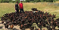 Üreticiye yüzde 50 hibeli yumurta tavuğu desteği