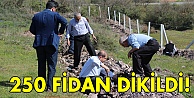 250 fidan dikildi