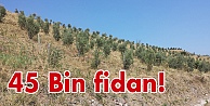 45 Bin fidan!
