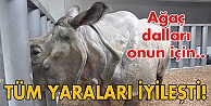Ağaç dalları Samir için çerez!