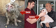 Çayırova'da Terk Edilen Köpek