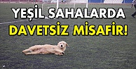 Davetsiz misafir!