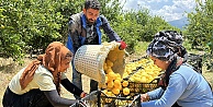 Depremzede Arsuzlu Çiftçilerin Limonları Dalında Kalmadı