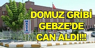 Domuz gribi Gebze'de can aldı!