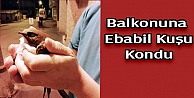 Evin balkonuna ebabil kuşu kondu